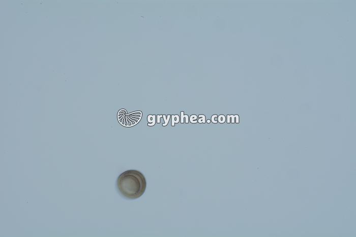 Taenia saginata, oeufs dans déjections x100 - gryphea.org